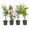 Brico Planten-Acer Palmatum - Set Van 4 - Japanse Esdoorn - Pot 10,5Cm - Hoogte 25-40Cm