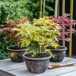 Brico Planten-Acer Palmatum - Set Van 4 - Japanse Esdoorn - Pot 10,5Cm - Hoogte 25-40Cm