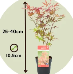 Brico Planten-Acer Palmatum - Set Van 4 - Japanse Esdoorn - Pot 10,5Cm - Hoogte 25-40Cm