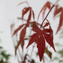 Brico Planten-Acer Palmatum - Set Van 4 - Japanse Esdoorn - Pot 10,5Cm - Hoogte 25-40Cm