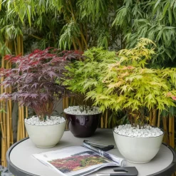 Brico Planten-Acer Palmatum - Set Van 4 - Japanse Esdoorn - Pot 10,5Cm - Hoogte 25-40Cm