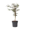 Brico Planten-Acer Palmatum 'Garnet' - Japanse Esdoorn - Pot 19Cm - Hoogte 60-70Cm