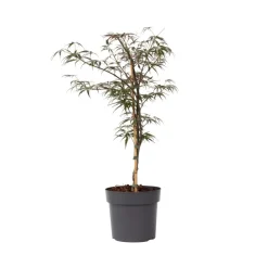 Brico Planten-Acer Palmatum 'Garnet' - Japanse Esdoorn - Pot 19Cm - Hoogte 60-70Cm