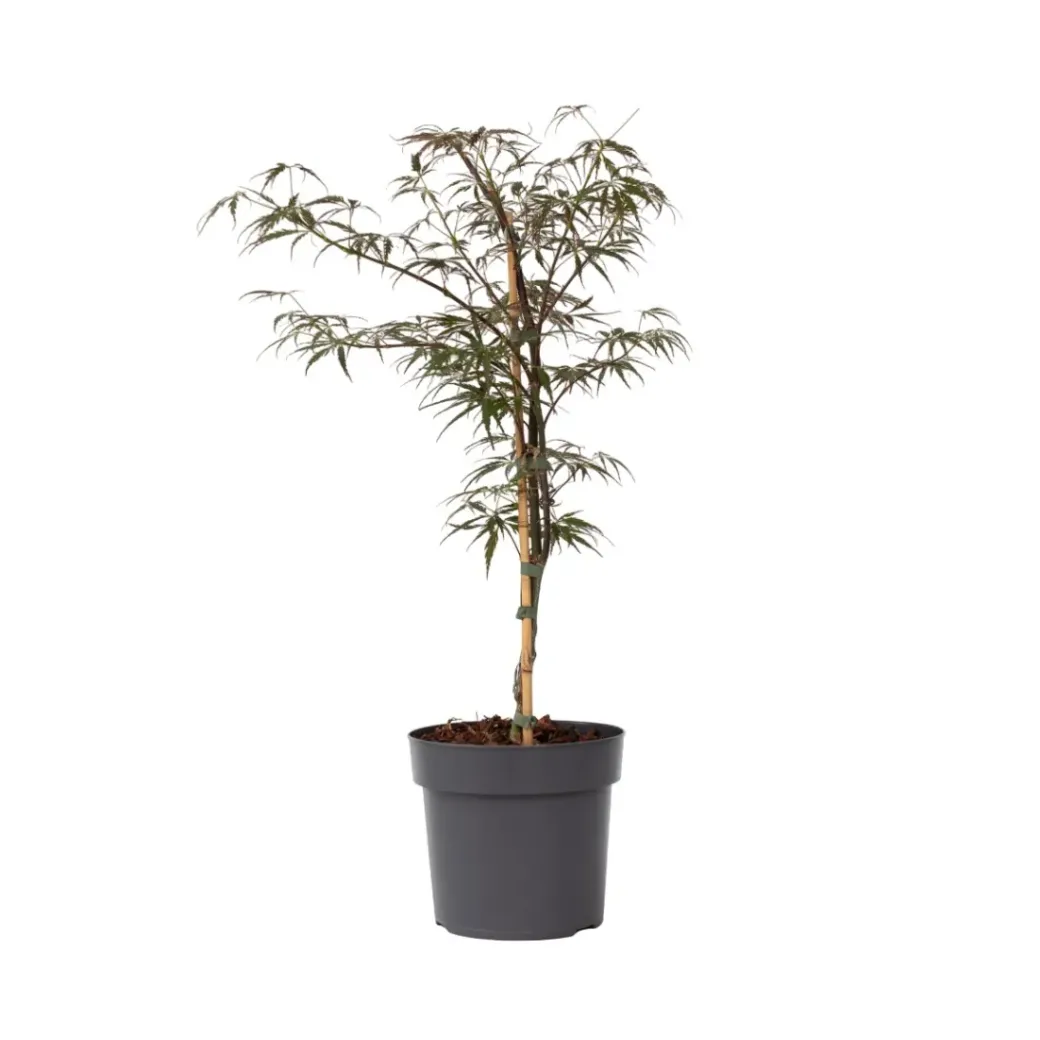 Brico Planten-Acer Palmatum 'Garnet' - Japanse Esdoorn - Pot 19Cm - Hoogte 60-70Cm