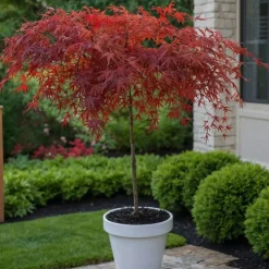 Brico Planten-Acer Palmatum 'Garnet' - Japanse Esdoorn - Pot 19Cm - Hoogte 60-70Cm