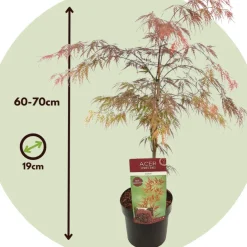 Brico Planten-Acer Palmatum 'Garnet' - Japanse Esdoorn - Pot 19Cm - Hoogte 60-70Cm