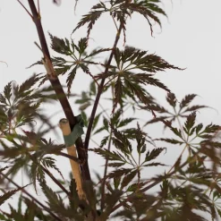 Brico Planten-Acer Palmatum 'Garnet' - Japanse Esdoorn - Pot 19Cm - Hoogte 60-70Cm
