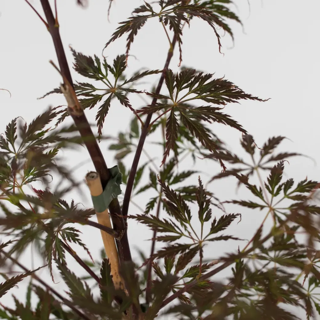 Brico Planten-Acer Palmatum 'Garnet' - Japanse Esdoorn - Pot 19Cm - Hoogte 60-70Cm