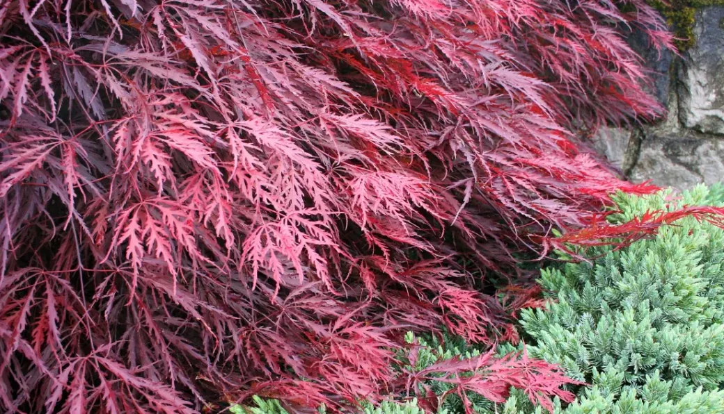 Brico Planten-Acer Palmatum 'Garnet' - Japanse Esdoorn - Pot 19Cm - Hoogte 60-70Cm