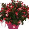 Brico Planten-Bellenplant (Fuchsia) Diversen
