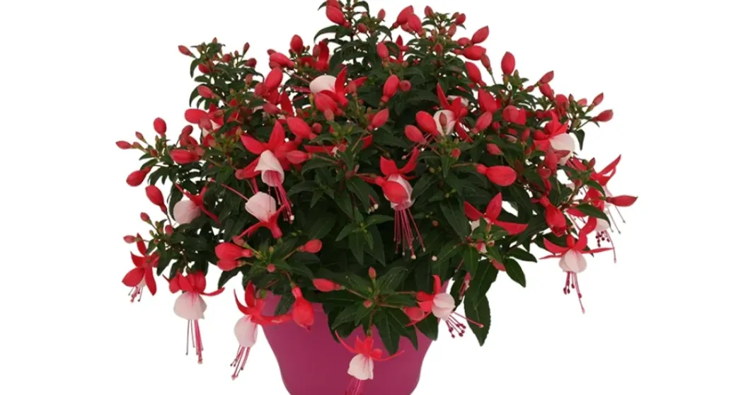 Brico Planten-Bellenplant (Fuchsia) Diversen