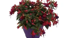 Brico Planten-Bellenplant (Fuchsia) Diversen