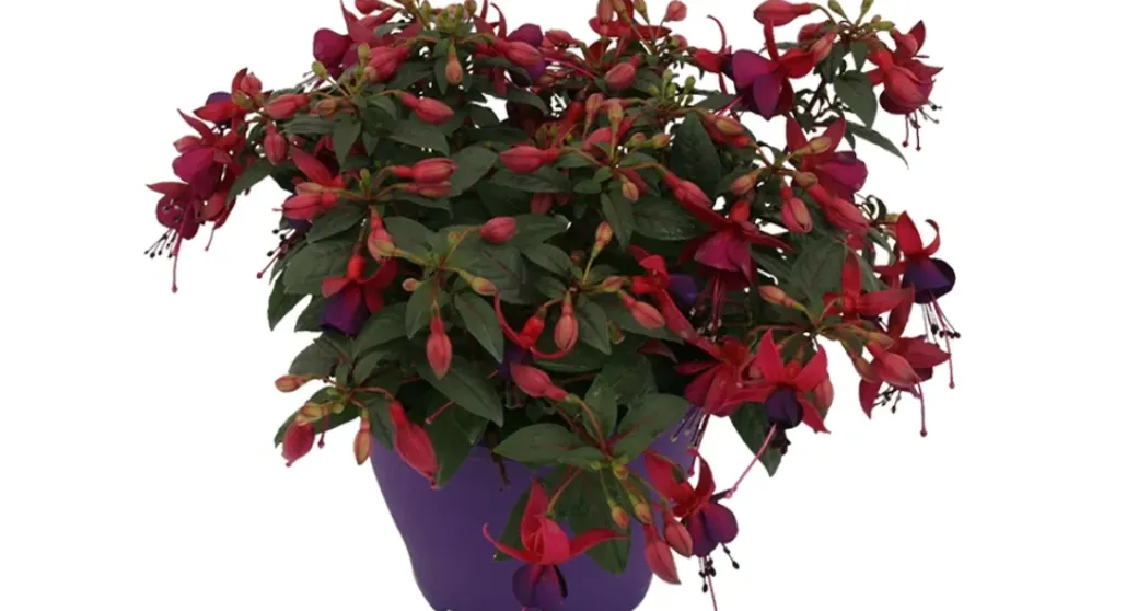 Brico Planten-Bellenplant (Fuchsia) Diversen
