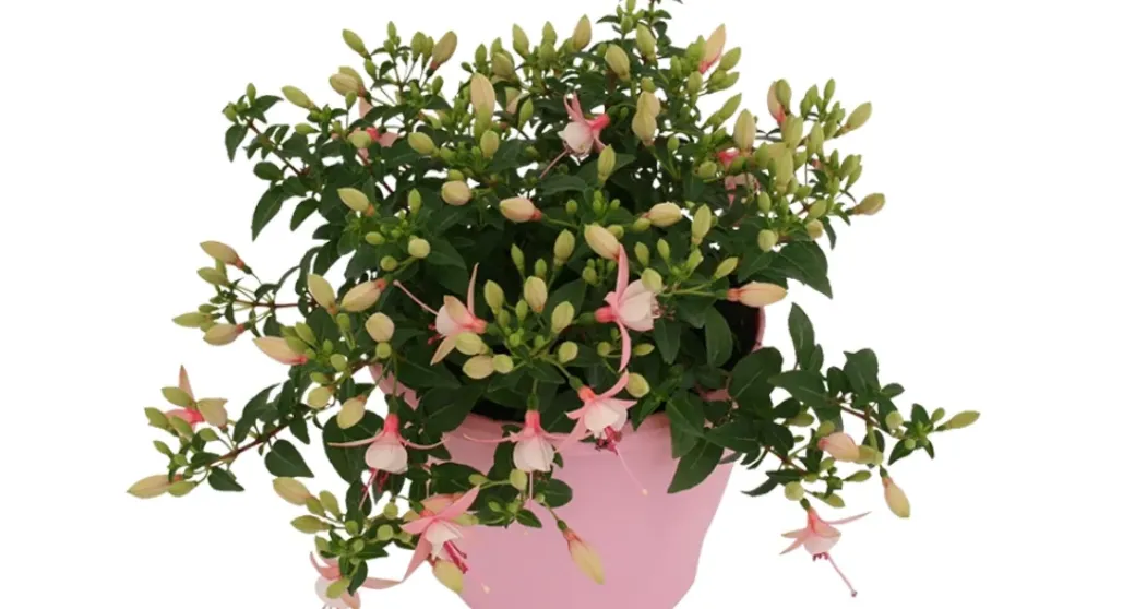 Brico Planten-Bellenplant (Fuchsia) Diversen