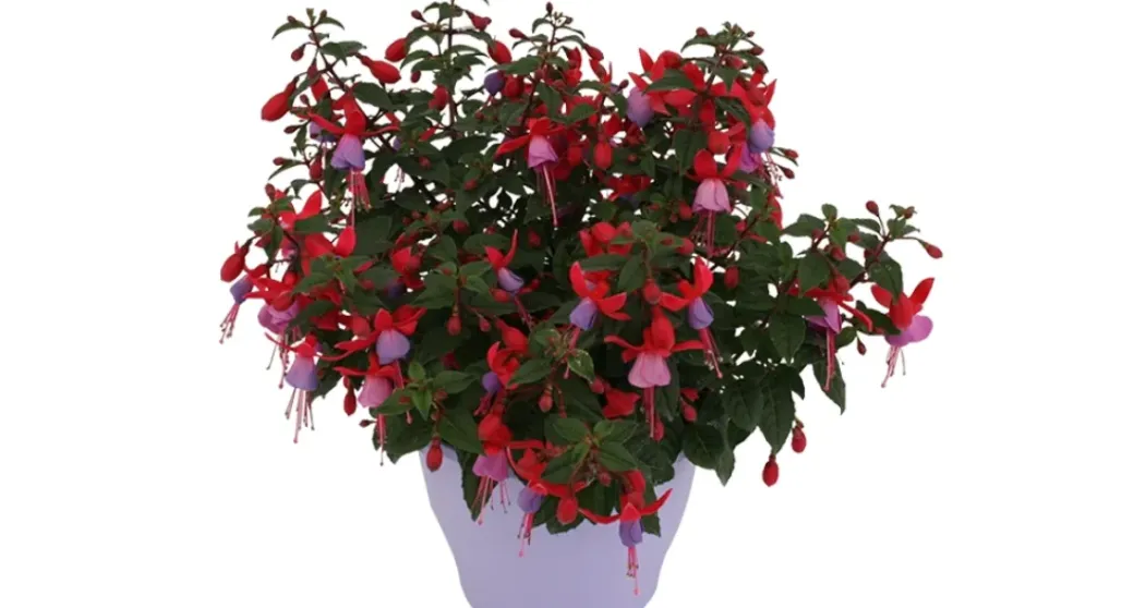 Brico Planten-Bellenplant (Fuchsia) Diversen