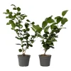 Brico Planten-Camellia Japonica "Brushfield'S Yellow" - Roos - Pot 15Cm - Hoogte 50-60Cm
