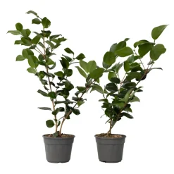 Brico Planten-Camellia Japonica "Brushfield'S Yellow" - Roos - Pot 15Cm - Hoogte 50-60Cm