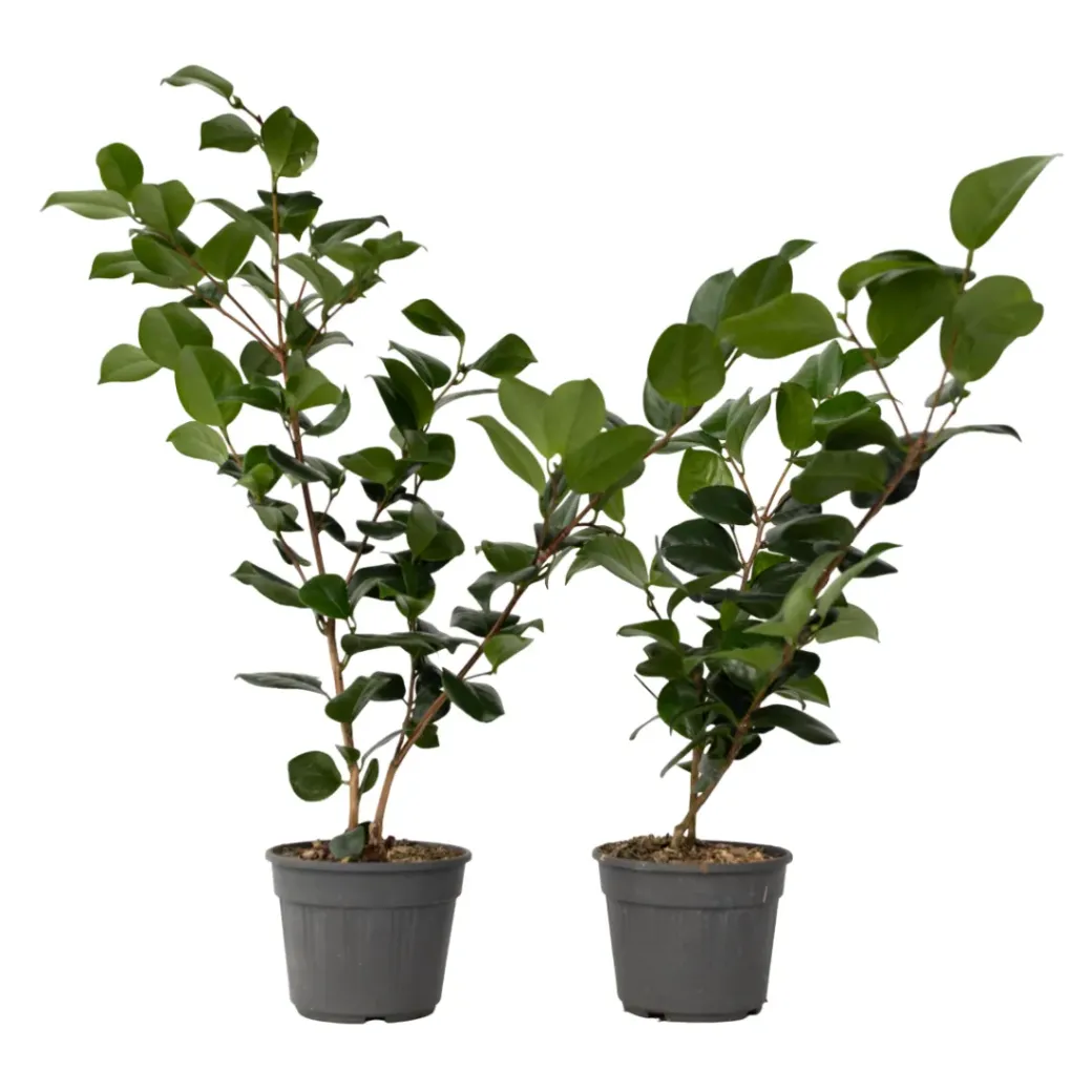 Brico Planten-Camellia Japonica "Brushfield'S Yellow" - Roos - Pot 15Cm - Hoogte 50-60Cm