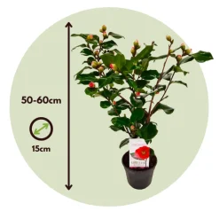 Brico Planten-Camellia Japonica