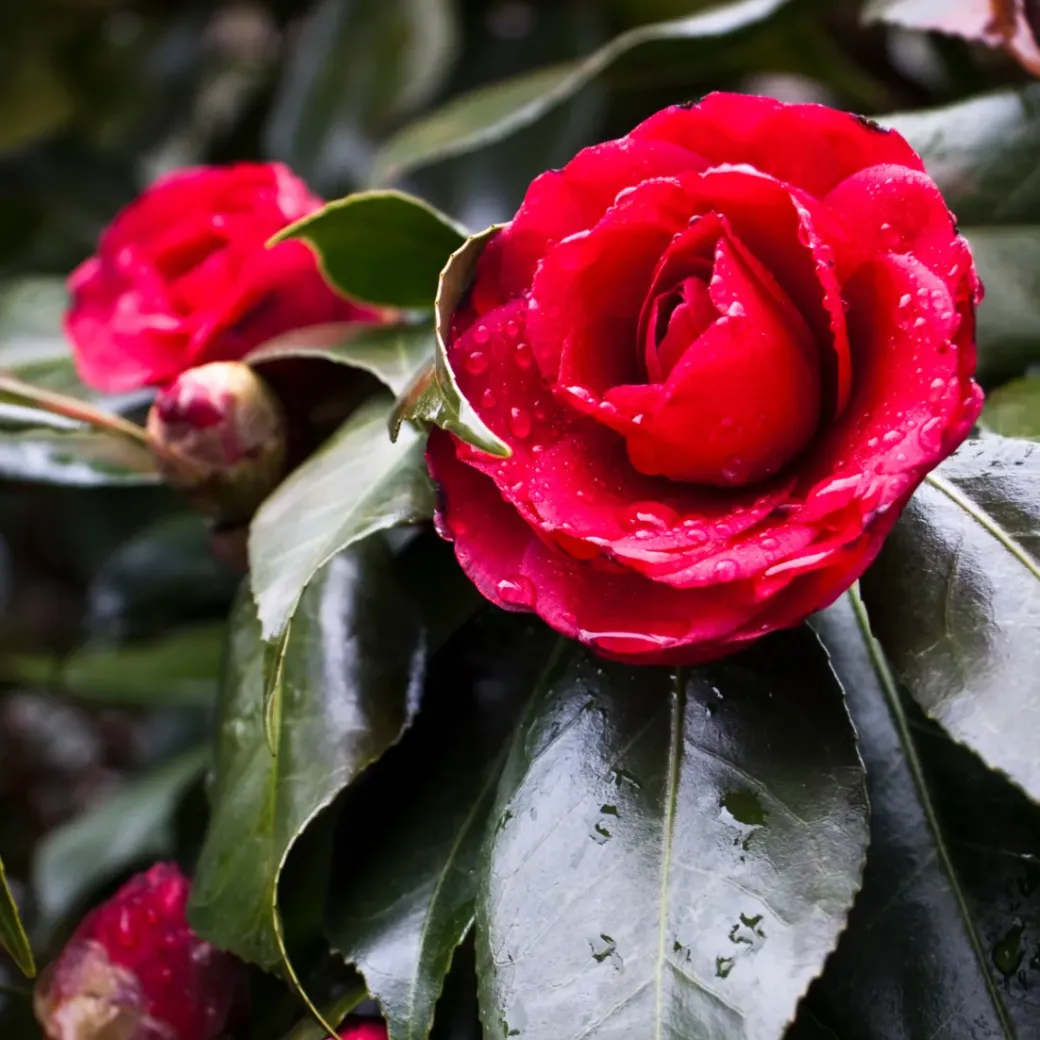 Brico Planten-Camellia Japonica "Brushfield'S Yellow" - Roos - Pot 15Cm - Hoogte 50-60Cm