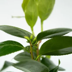 Brico Planten-Camellia Japonica
