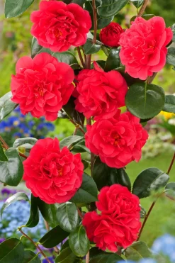 Brico Planten-Camellia Japonica