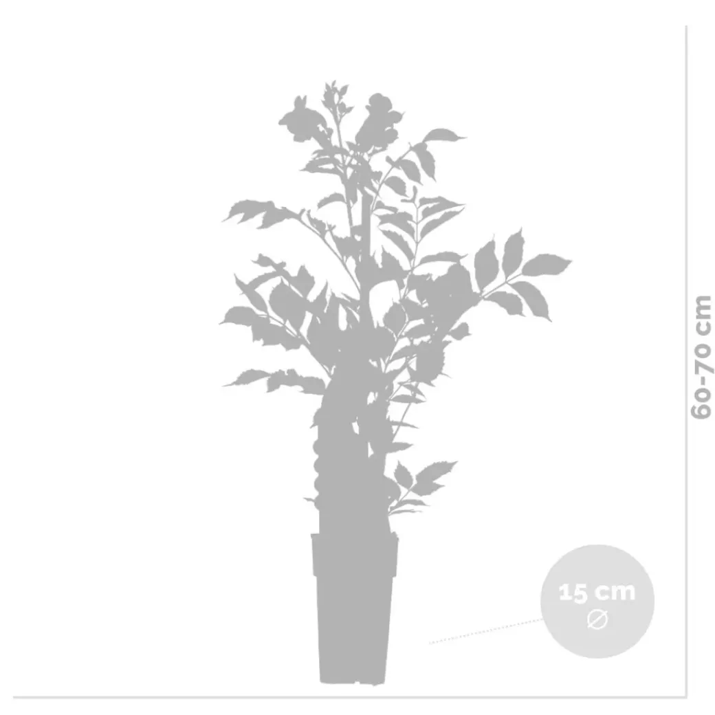 Brico Planten-Campsis ‘Radicans 'Galen' – Klimplant – Trompetklimmer – Winterhard - 15 Cm – ↕60-70 Cm