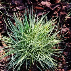 Brico Planten-Carex Amazon Mist - Set Van 6 - Pot 10,5 - Hoogte 15-25Cm