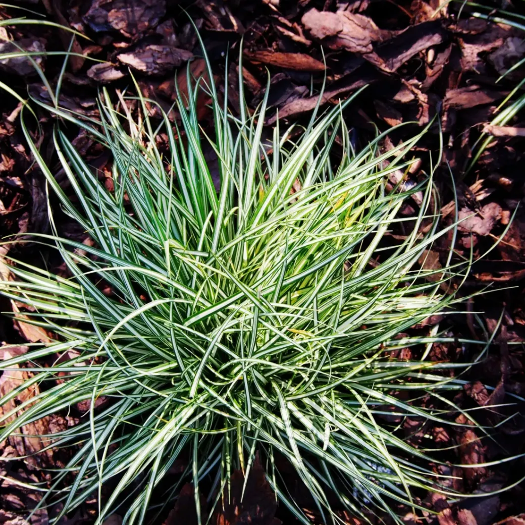 Brico Planten-Carex Amazon Mist - Set Van 6 - Pot 10,5 - Hoogte 15-25Cm