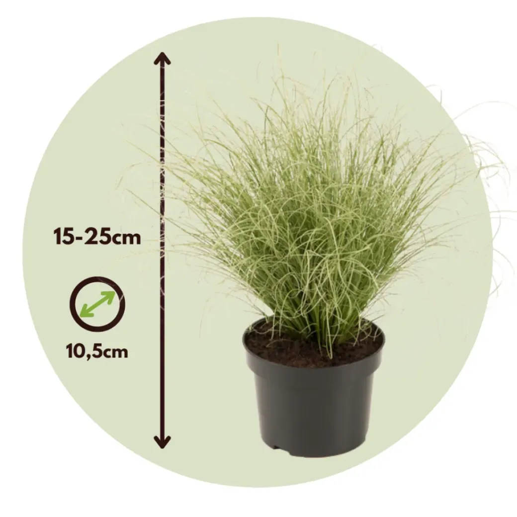 Brico Planten-Carex Amazon Mist - Set Van 6 - Pot 10,5 - Hoogte 15-25Cm