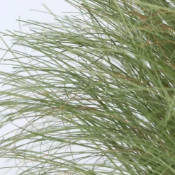 Brico Planten-Carex Amazon Mist - Set Van 6 - Pot 10,5 - Hoogte 15-25Cm