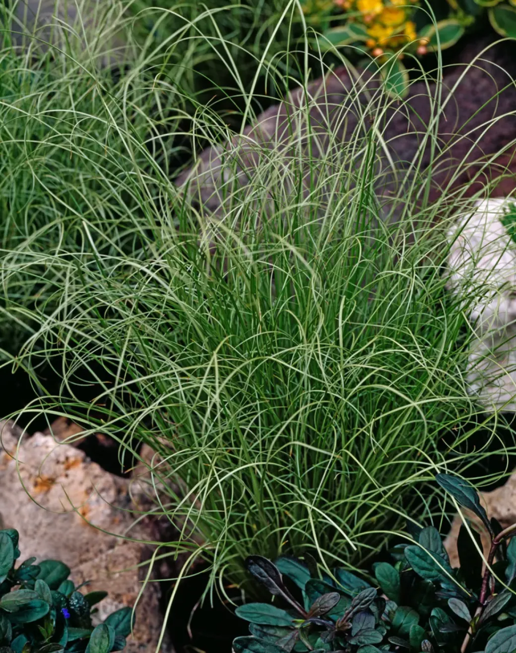 Brico Planten-Carex Amazon Mist - Set Van 6 - Pot 10,5 - Hoogte 15-25Cm
