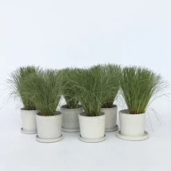 Brico Planten-Carex Amazon Mist - Set Van 6 - Pot 10,5 - Hoogte 15-25Cm