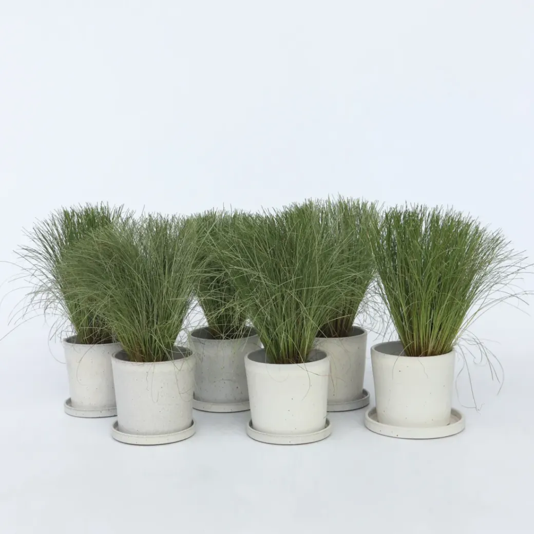 Brico Planten-Carex Amazon Mist - Set Van 6 - Pot 10,5 - Hoogte 15-25Cm