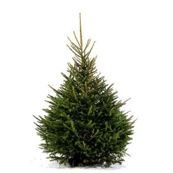 Central Park Kerstboom Epicea 125-150Cm|Brico Discount