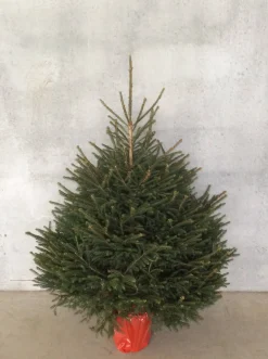 Central Park Kerstboom Epicea 150-175Cm|Brico Hot