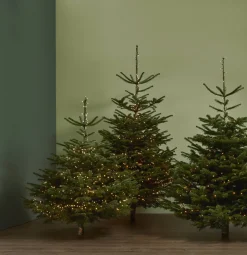 Central Park Kerstboom Nordmann 150-175Cm|Brico