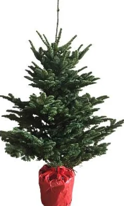Central Park Kerstboom Nobilis 125-150Cm|Brico Outlet