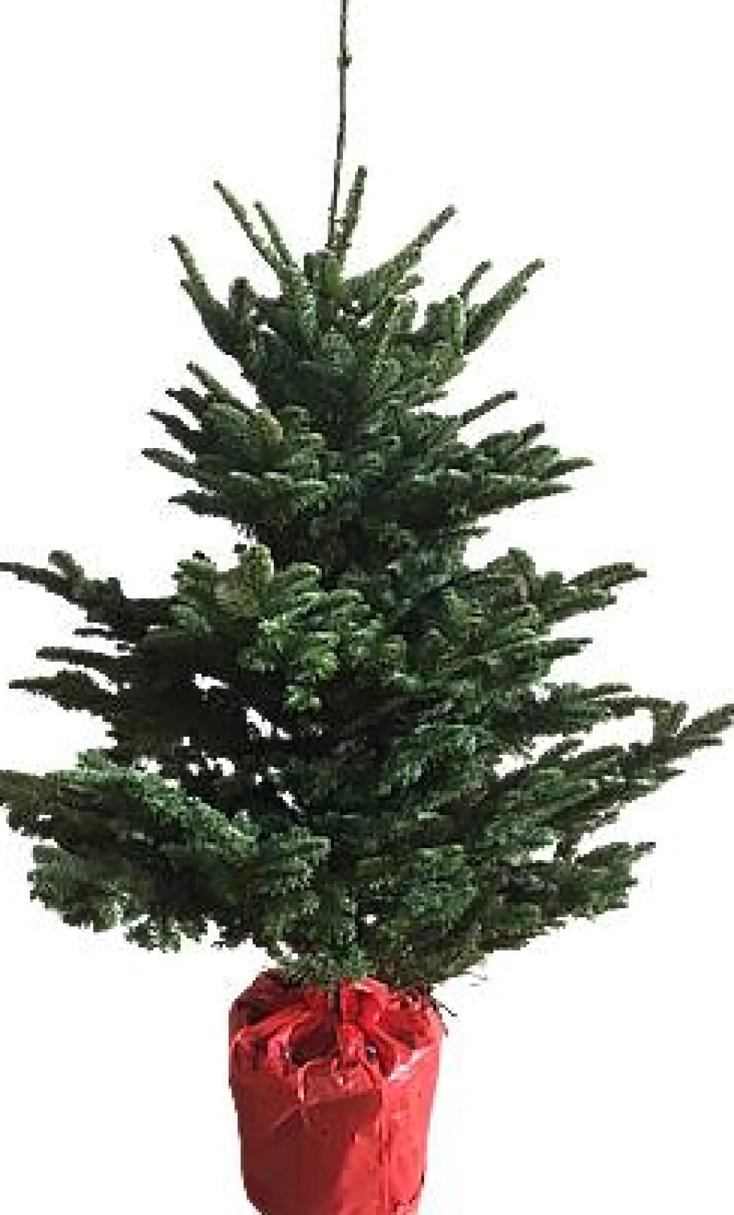 Central Park Kerstboom Nobilis 125-150Cm|Brico Outlet