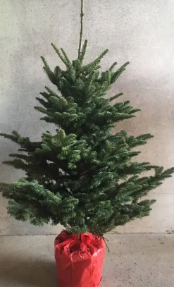 Central Park Kerstboom Nobilis 125-150Cm|Brico Outlet
