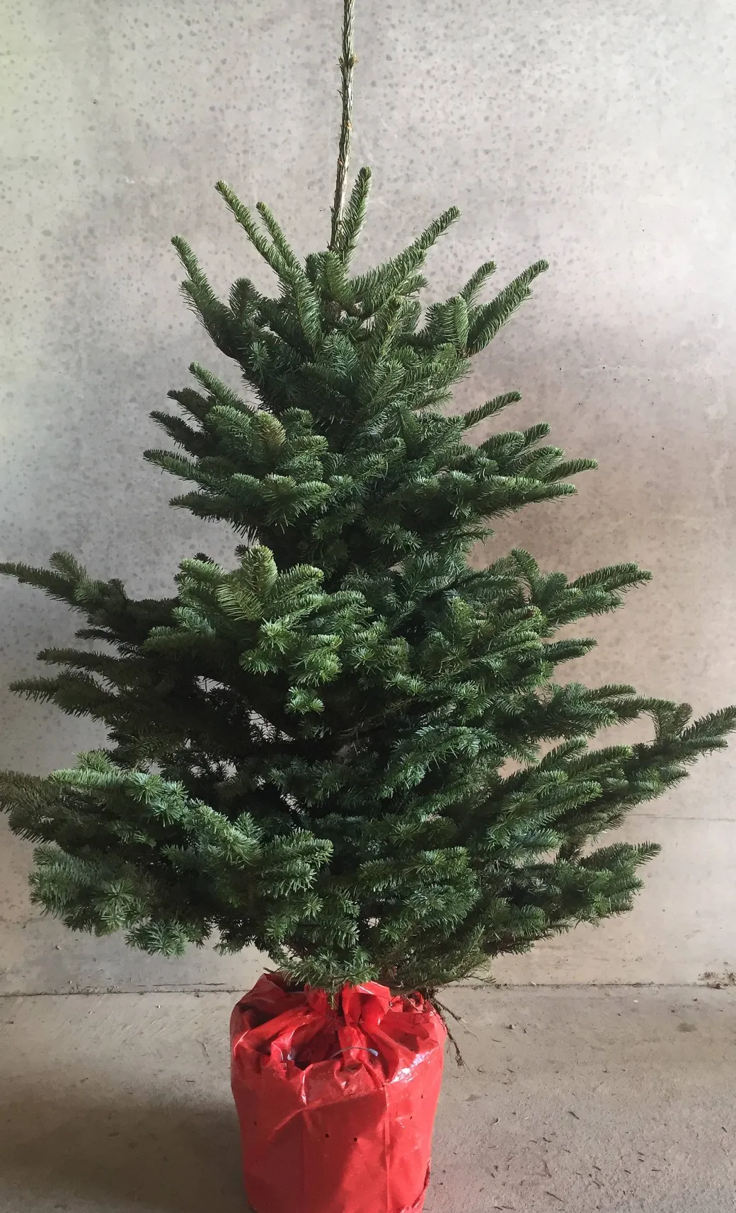 Central Park Kerstboom Nobilis 125-150Cm|Brico Outlet