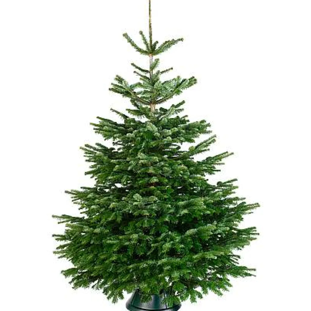 Central Park Kerstboom Nordmann Gekapt 100-150Cm|Brico Clearance