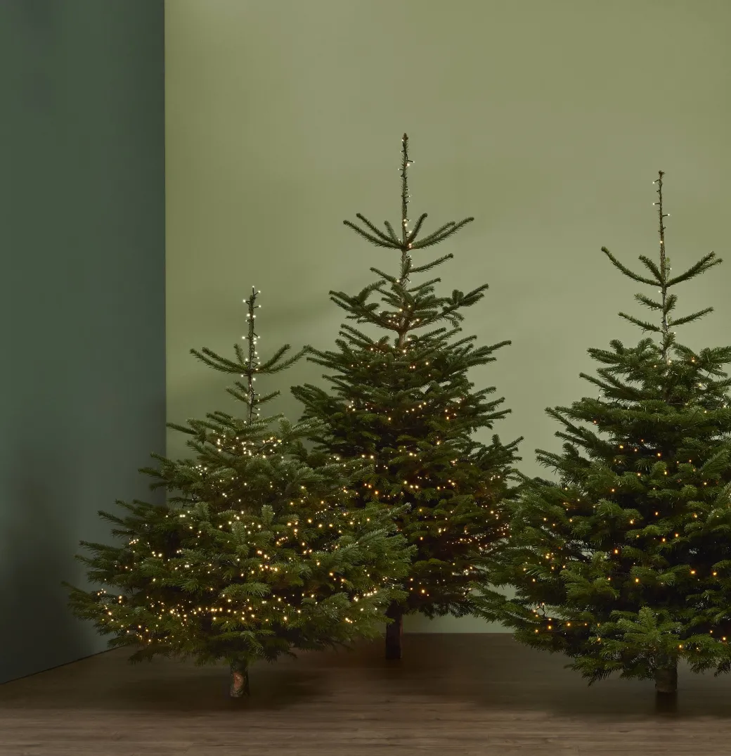 Central Park Kerstboom Nordmann Gekapt 100-150Cm|Brico Clearance