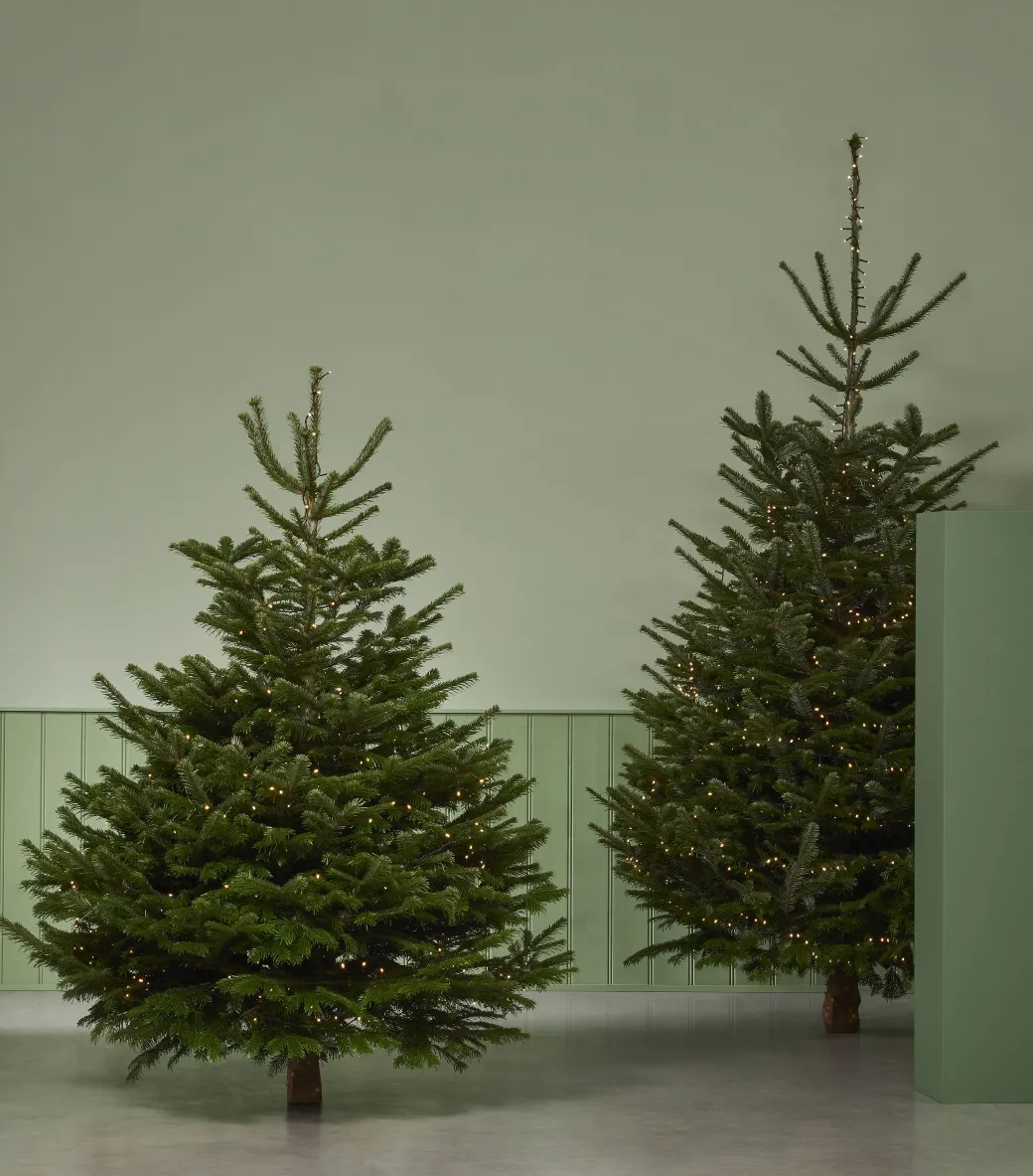 Central Park Kerstboom Nordmann Gekapt 100-150Cm|Brico Clearance