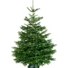 Central Park Kerstboom Nordmann 80-100Cm|Brico Discount