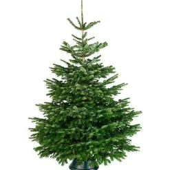 Central Park Kerstboom Nordmann 200-250Cm|Brico New