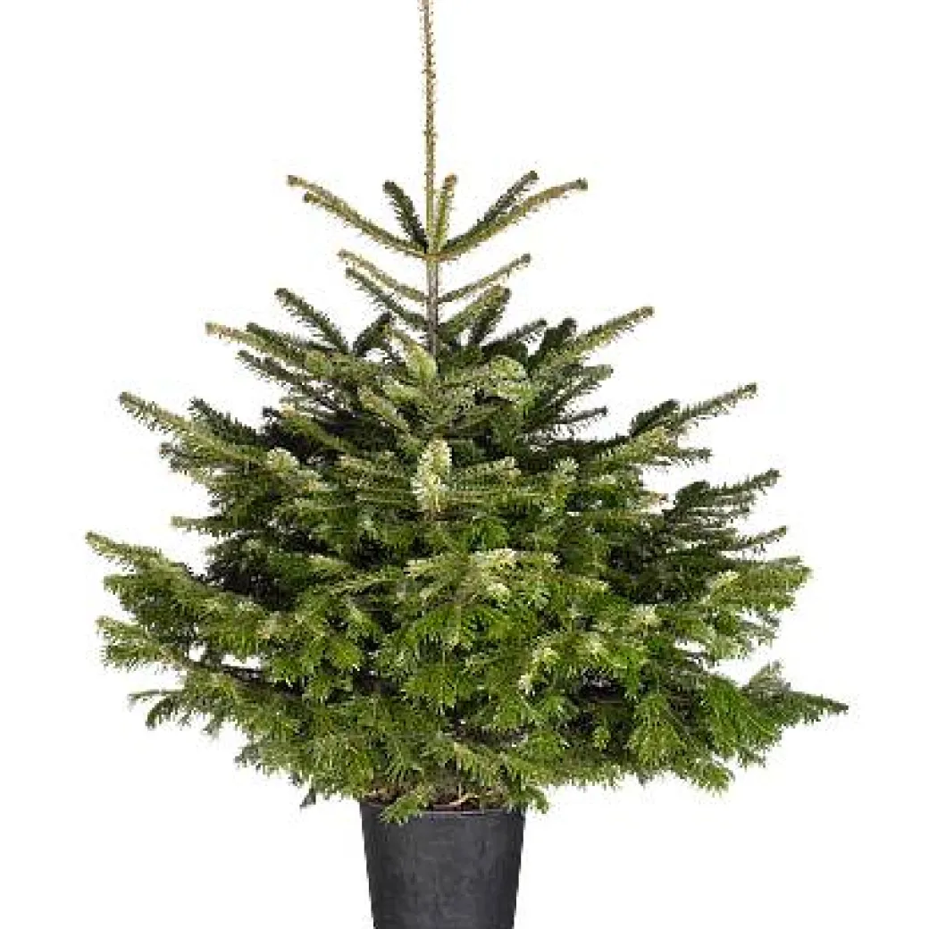 Central Park Kerstboom Nordmann 125-150Cm|Brico Hot