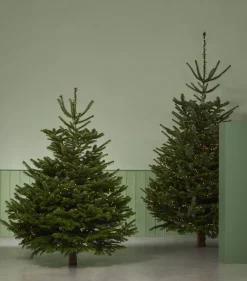 Central Park Kerstboom Nordmann 125-150Cm|Brico Hot