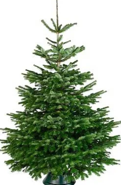 Central Park Kerstboom Nordmann 175-200Cm|Brico Best
