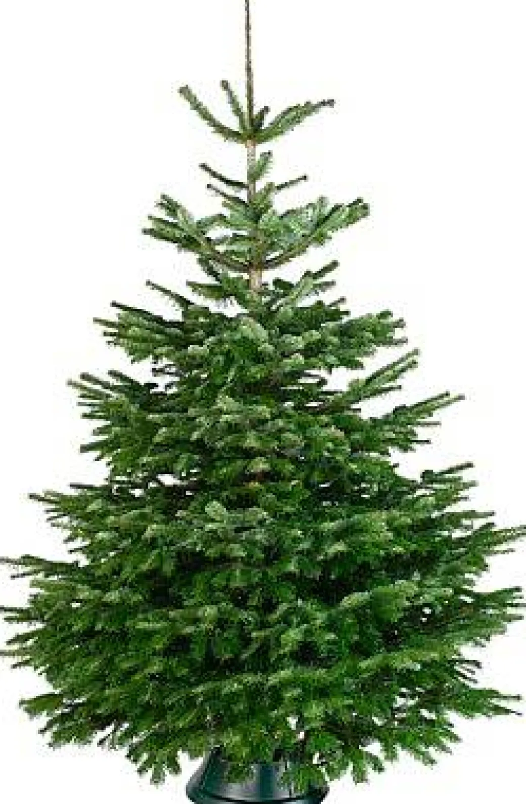 Central Park Kerstboom Nordmann 175-200Cm|Brico Best
